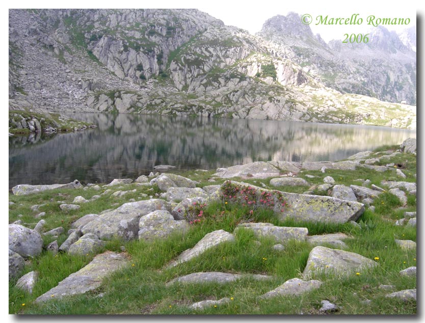 Insetti del Parco Adamello Brenta (TN): immagini e appunti